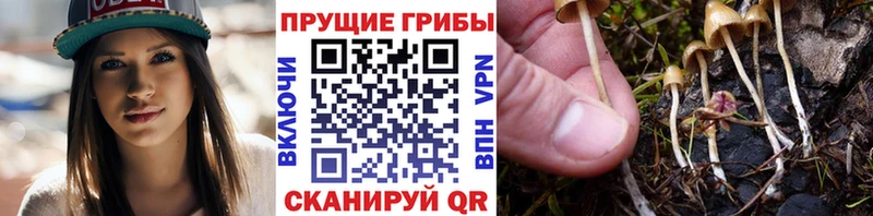 где купить наркотик  Новотитаровская  Псилоцибиновые грибы Magic Shrooms 